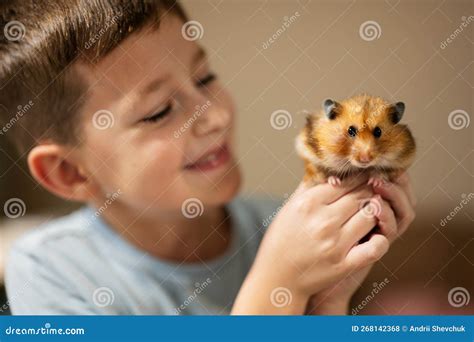 Boy Holds Funny Hamster In His Hands Home Pets Stock Photo Image Of