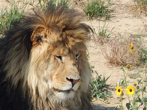 Lion Blep Among The Lazy Susans Original Photo Taken By Me At The Wild