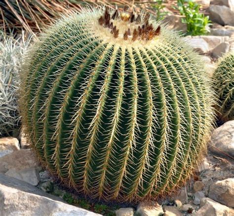 The barrel cactus is my favorite of all the cacti because it is very beautiful, but can really make you sore if you step too close. Beautiful Plants and Flowers.