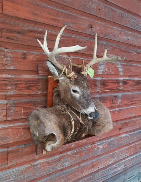 Captains Classic Whitetail Deer Taxidermy Pack Mount For Sale