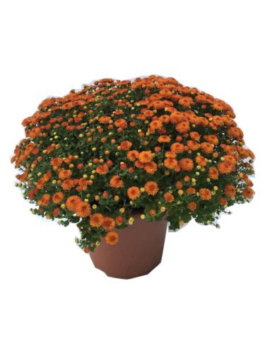 Garden Mums Potted Plant 1 Ct Fred Meyer