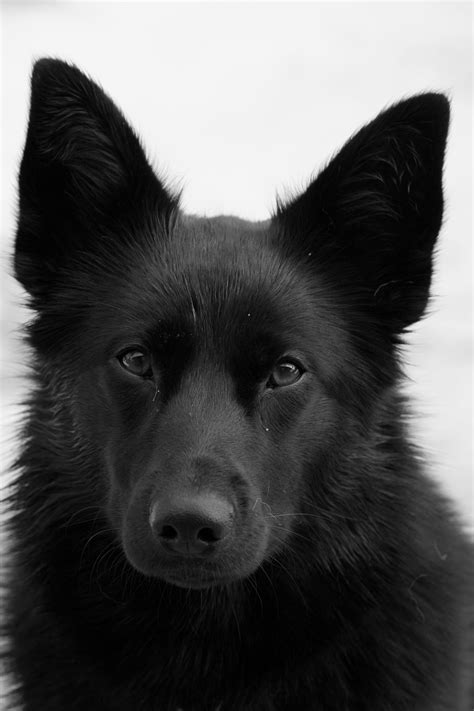 7 Unique Traits Of Black German Shepherds A Breed Guide