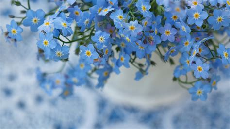 Looking for the best wallpapers? Wallpaper Flowers, Nature, Macro, Background, Forget ...