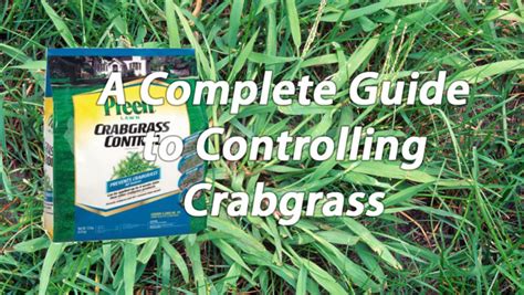 A Complete Guide To Controlling Crabgrass