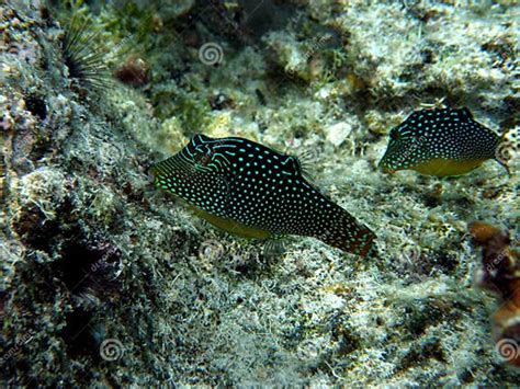 Pair Of Rare Honeycomb Toby Puffer Fish Stock Photo Image Of Diving