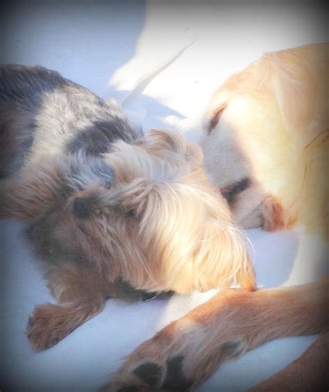 Whether it's in their special bed or favorite sunny spot, they are less stressed and much more relaxed in a familiar setting. Should my other dog or cat be present during the ...