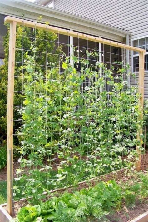 Ultimate Garden Trellis Jasmine For Privacy And More Verticalgardening