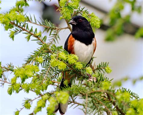 We did not find results for: Lovable Images: Birds Wallpapers Free Download ...