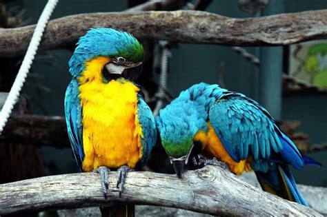The Majestic Macaw Parrot History Taxonomy And More