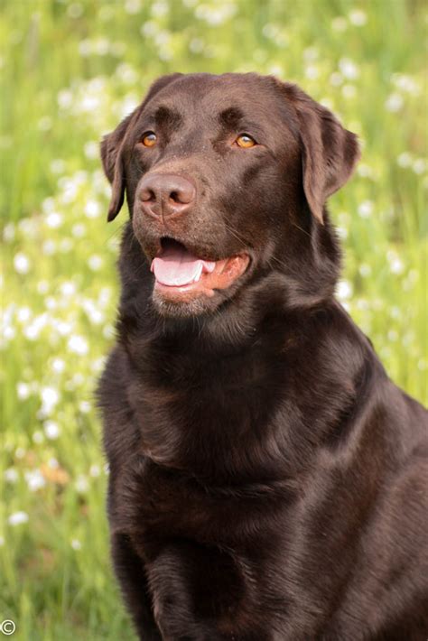 Labrador Braun Foto And Bild Tiere Haustiere Hunde Bilder Auf