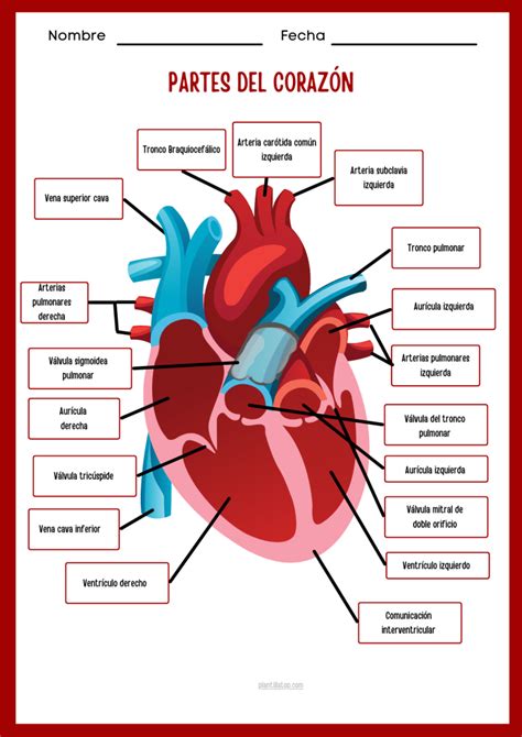 Esquema Del Corazón Humano Y Sus Partes En Powerpoint Y Pdf