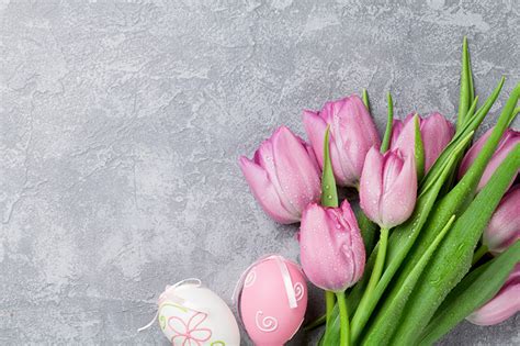 Photo Easter Egg Tulip Pink Color Flower Holidays