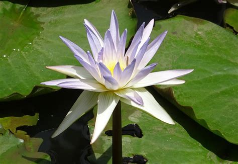 Blue Water Lily Lily Water Lily Nymphaea Caerulea 20 Inch By 30 Inch