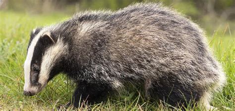 Badger Spiritual Meaning Symbolism And Totem Explained