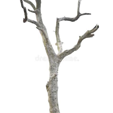Dead Tree Isolated On White Background Stock Image Image Of Stem