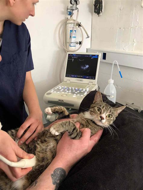 Shelter Cat Has Hilarious Reaction To Finding Out She Is Pregnant