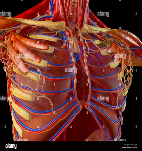 Human Body Man Respiratory System Anatomy 3d Rendering Stock Photo