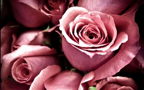 Black and red wallpaper 1920×1080. Roses Wallpapers For Desktop - Wallpaper Cave