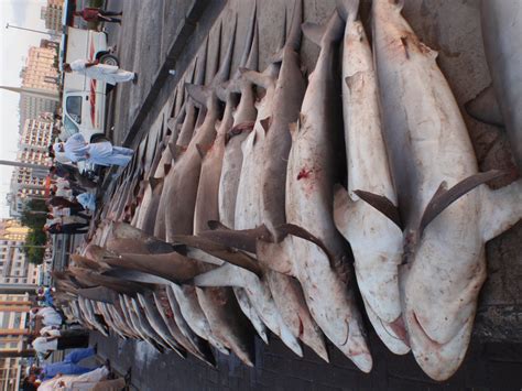 Sharks In Persian Gulf Needs Accreditation Schemes Tehran Times