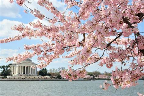 Best Places To See Cherry Blossoms Travel Curator