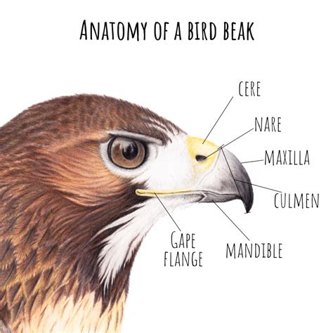 Bird Anatomy Beak World Of Birds