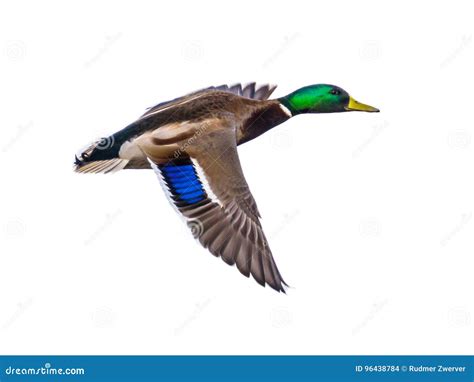 Flying Mallard Duck Drake Isolated On White Royalty Free Stock Image