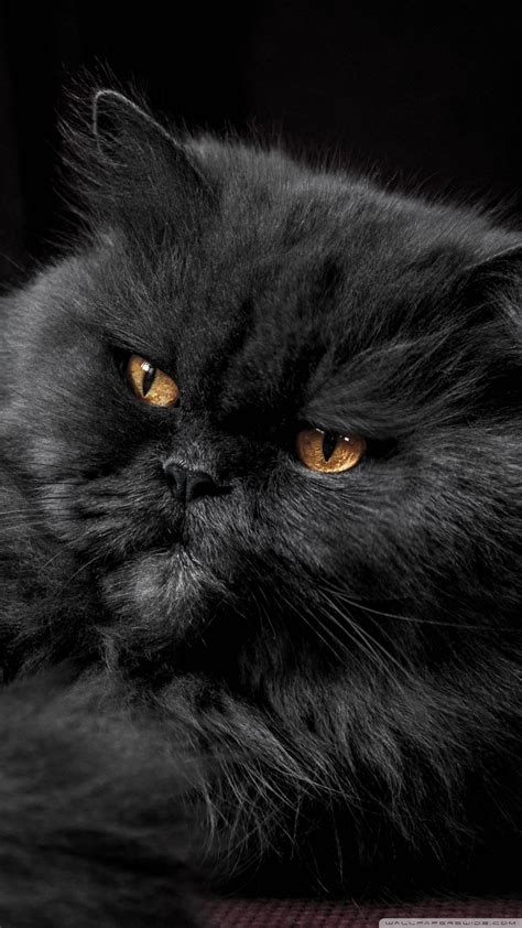 Free Download Beautiful Persian Cat Ultra Hd Desktop Background