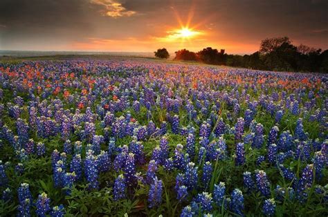 90 Best West Texas Wildflowers Images On Pinterest