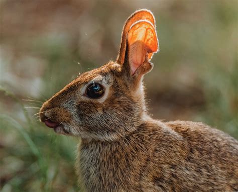 Eastern Cottontail Rabbit History Hunting And Biology Project Upland