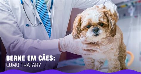 Berne Em Cachorro Como Identificar