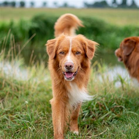 A purely canadian breed, the nova scotia duck tolling retriever dog is the smallest of all retrievers. Nova Scotia Duck Tolling Retriever Loki, Toller, Happy Dog