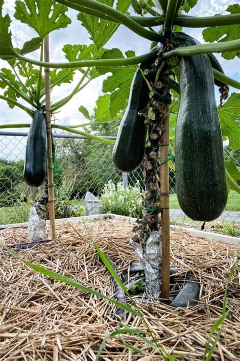 How To Plant And Grow Zucchini Guide To A Bountiful Harvest