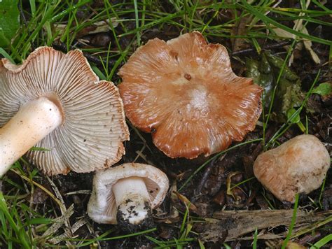 St Georges Mushroom Identification And Look Alikes