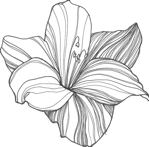 Tropical Flower Drawing At Getdrawings Free Download