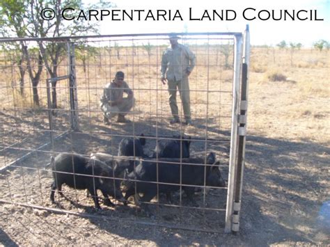 Trapping Of Feral Pigs Pestsmart