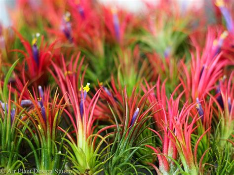 Blooming Ionantha Fuego Air Plants Tillandsia Airplant Blooms Air