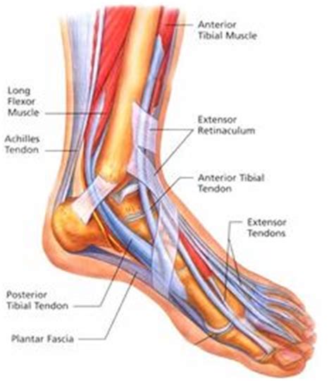 Here, we will look at the common causes, symptoms and treatment options for this common foot problem. Nerve pain in the toes due to swelling and pressure on the ...