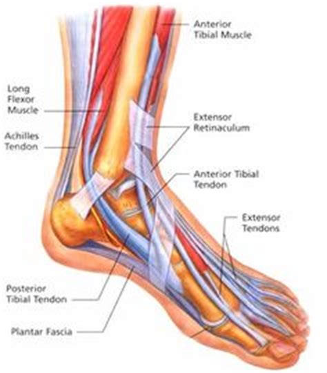 Here, we will look at the common causes, symptoms and treatment options for this common foot problem. Nerve pain in the toes due to swelling and pressure on the ...