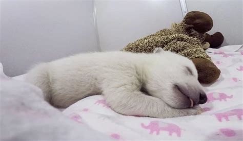 Listen To This Orphaned Baby Polar Bear Make The Cutest Sleeping Sounds