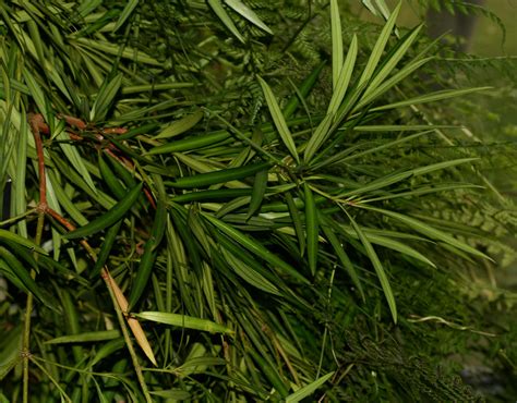 32 Podocarpus Facts And Care Tips Green Packs