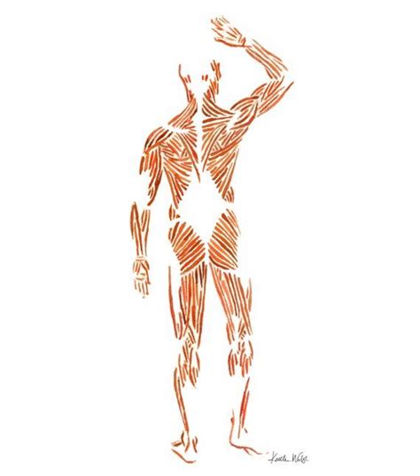 Muscular System Watercolor Print Body System Watercolor Etsy Canada