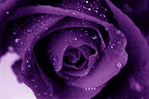 Free Download Purple Rose Flowers Flower Hd Wallpapers Images Pictures