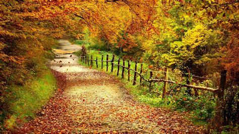 Autumn Fall Tree Forest Landscape Nature Leaves Wallpaper 2560x1440