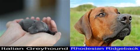 Which Is Better Between The Italian Greyhound And The Rhodesian