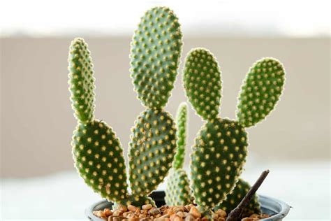 How to grow a cactus. 23 of My Favorite Indoor Cactus Plants and Types (Photos)