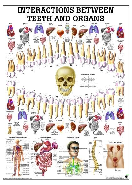 Digestive System Anatomy Chart