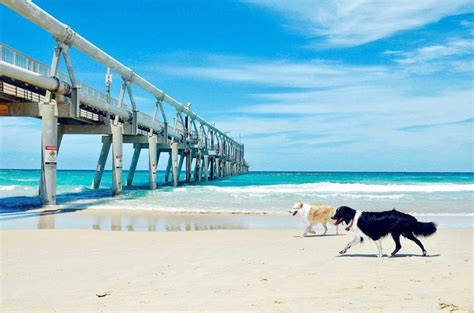 Queenslands Best Dog Friendly Beaches Queensland
