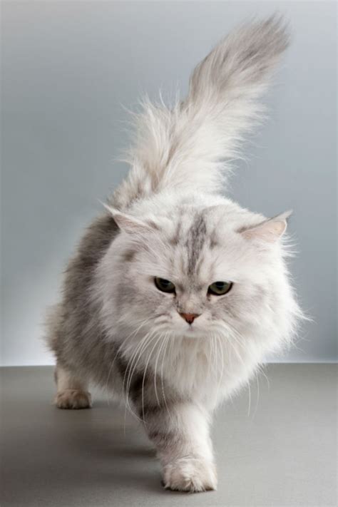10 Popular Long Haired Cat Breeds