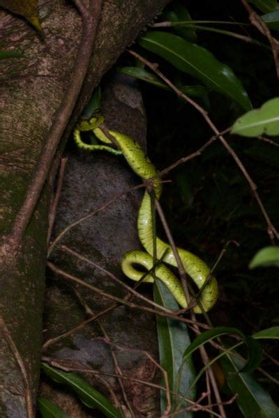 Wild Herps Sri Lankan Green Pit Viper Craspedocephalus Trigonocephalus