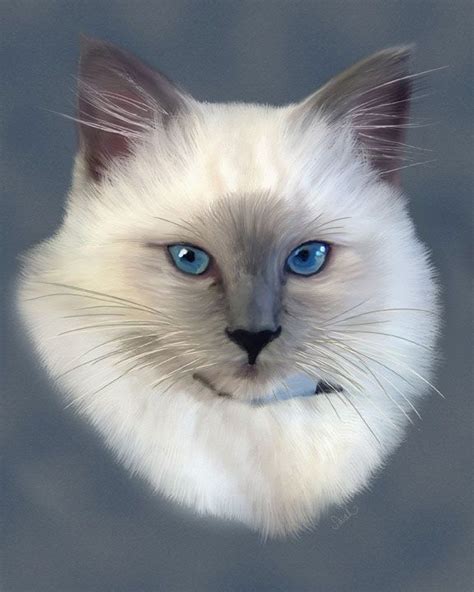 Ragdoll Cat Drawing At Explore Collection Of